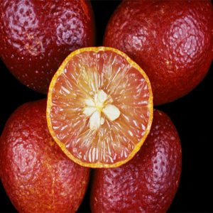 نهال-لیمو ترش توسرخ استرالیایی